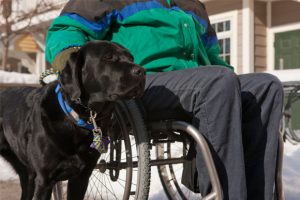 Service dog with Veteran