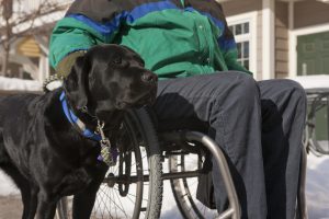 Service Dog with Veteran